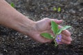 GardnerÃ¢â¬â¢s Hand Cups Young Eggplant With Blossom